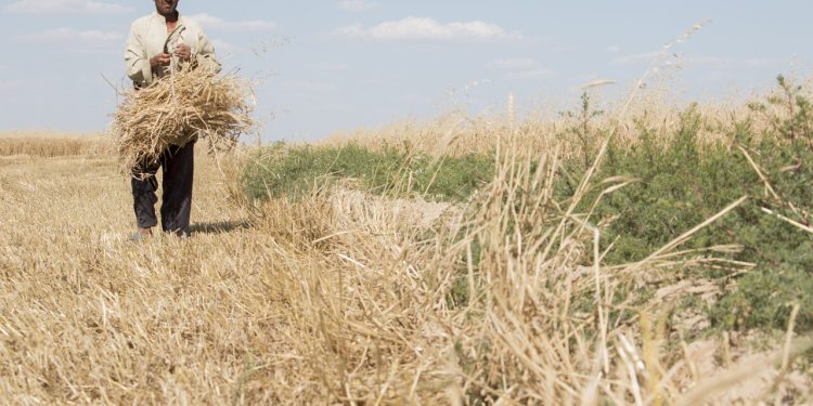 زمان تسویه مطالبات گندمکاران مشخص شد