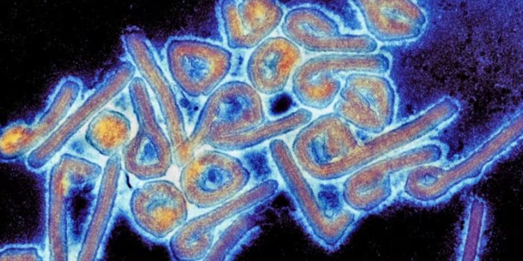 آژانس‌های بهداشتی بین‌المللی در حال آماده باش/ ویروس ماربورگ چیست؟